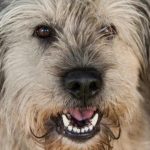 Όταν το βλέμμα ενός σκύλου κυριολεκτικά θεραπεύει: η επιστήμη του νευρικού καθρέφτη που έχουμε κοινό unnamed-file.jpg