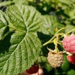 Γιατί τα σμέουρα εκφυλίζονται σε δικοτυλήδονα σε τρεις εποχές: ένα μοιραίο λάθος με βλαστούς που κάνουν σχεδόν όλοι unnamed-file.jpg