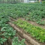 Τι συμβαίνει αν δεν σκάβετε τις πατάτες αλλά τις τραβάτε από το καλάμι: μια κρυφή ζημιά που καταστρέφει τη σοδειά της επόμενης χρονιάς unnamed-file.jpg