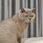 Γιατί μια γάτα χαστουκίζει το πρόσωπό σας με την ουρά της: μια χειρονομία ελέγχου που μπερδεύουμε με τη στοργή unnamed-file.jpg