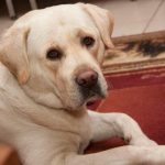 Γιατί ο σκύλος σας μυρίζει το τηλέφωνό σας μετά την κλήση σας: ο ντετέκτιβ που διαβάζει την ιστορία της ημέρας σας μέσα από τα ψηφιακά αποτυπώματα unnamed-file.jpg