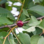 Γιατί η κερασιά είναι σιωπηλή: πώς να ξυπνήσετε την "κοιμισμένη" ομορφιά και να την κάνετε να καρποφορήσει unnamed-file.jpg