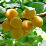 Τι συμβαίνει αν ξυρίσετε το φλοιό μιας βερίκοκας: θεραπεία σοκ για ένα τεμπέλικο δέντρο unnamed-file.jpg