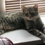 Γιατί κάνετε λάθος που νομίζετε ότι γνωρίζετε τη γάτα σας: η συγκλονιστική αλήθεια για τη γλώσσα που δεν ακούμε unnamed-file.jpg